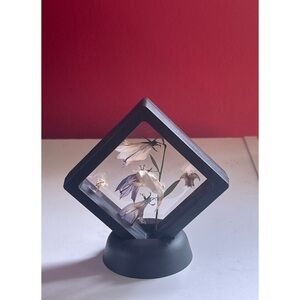 Framed Rodent Bones & Bellflower